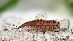 Kiryśnik czarnoplamy M.thorocata