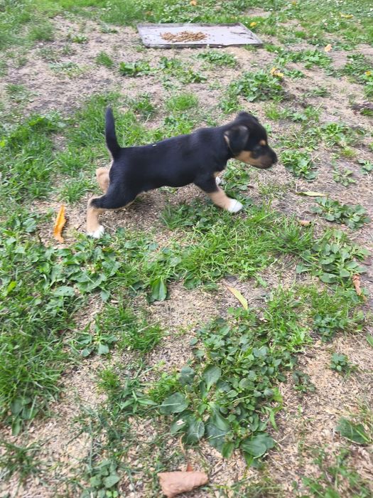 Terrier niemiecki szczeniak