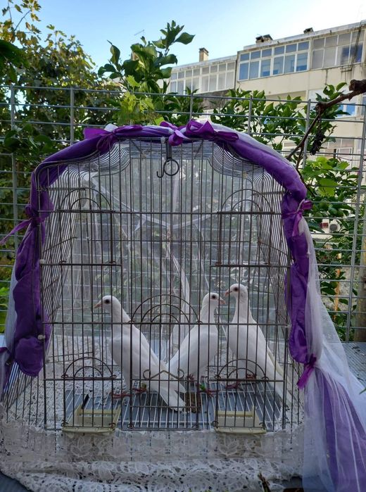 Pombos correios brancos para eventos ,etc