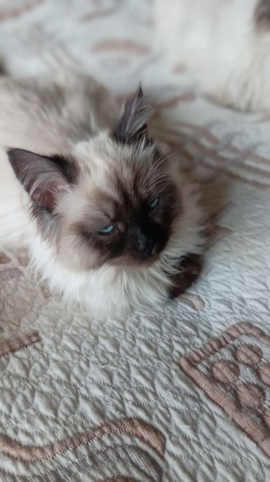 Невська маскарадна дівчинка 4 міс