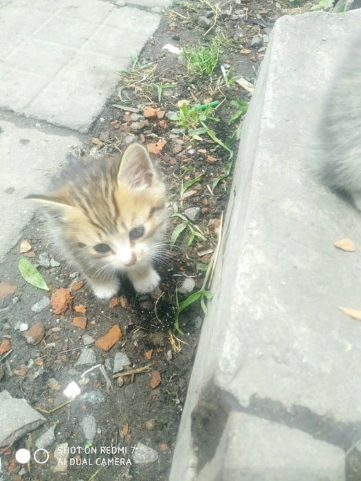 Котенята, котята, котики, кошенята в добрі руки