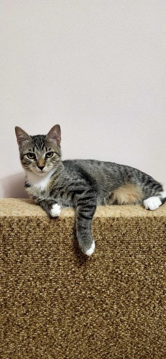 Віддам в ДОБРІ РУКИ котенятко