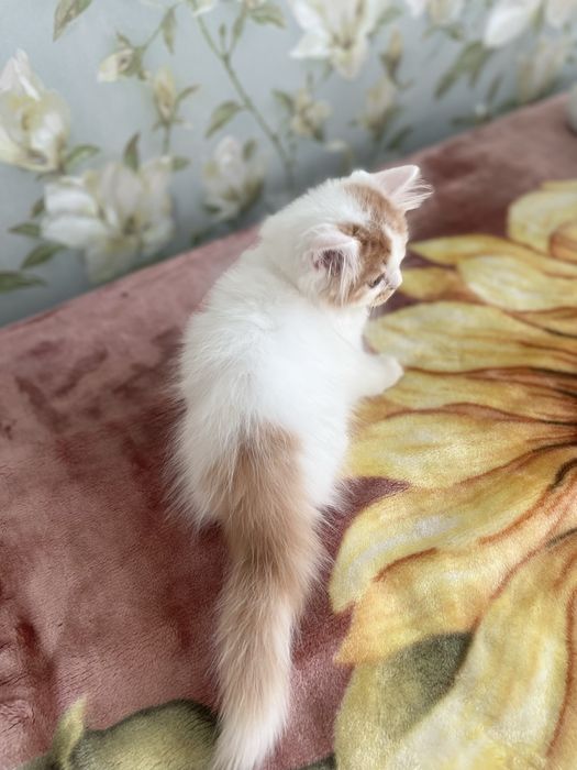 Скоттиш страйт облочко