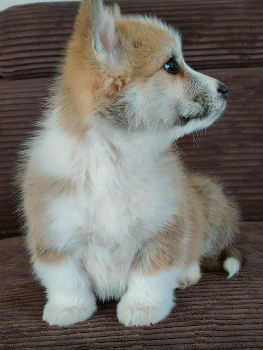 Welsh Corgi Pembroke
