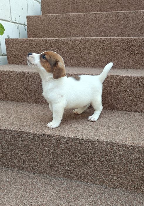 Jack russell terrier piesek