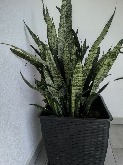 Espada-de-São-Jorge (Sansevieria trifasciata)
