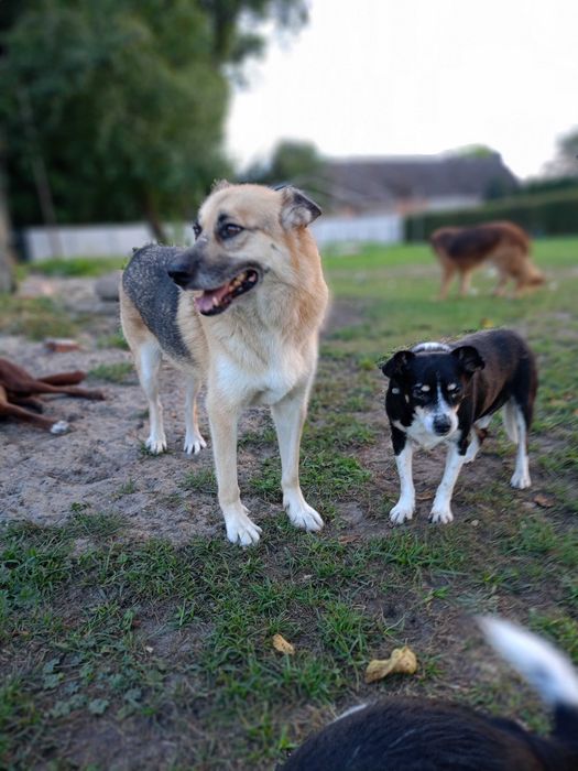 Nierozłączni przyjaciele