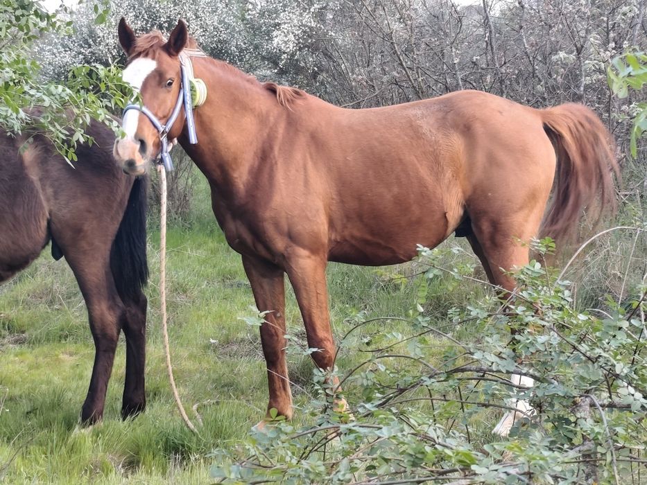 Cavalo montado 6anos