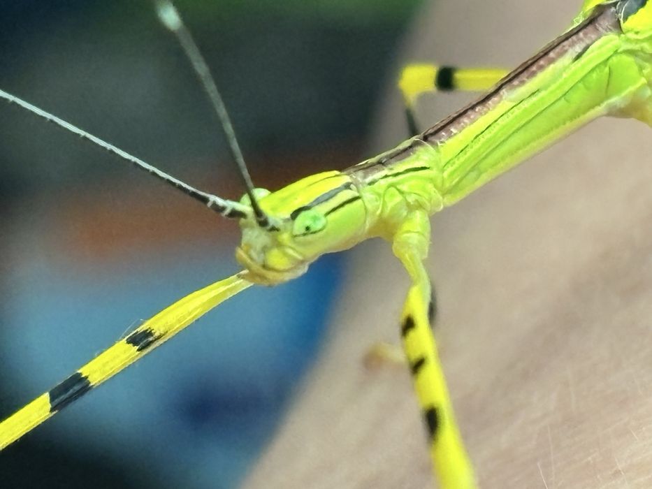 Jaja straszyka necroscia annulipes