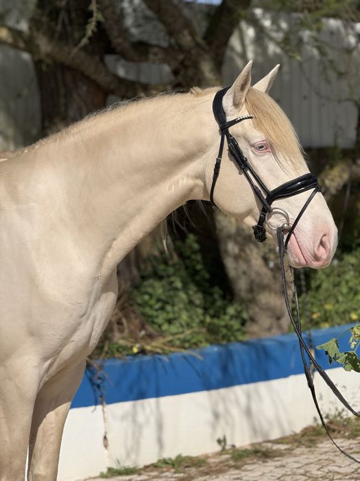 Cavalo Isabel olhos azuis  Lusitano Puro