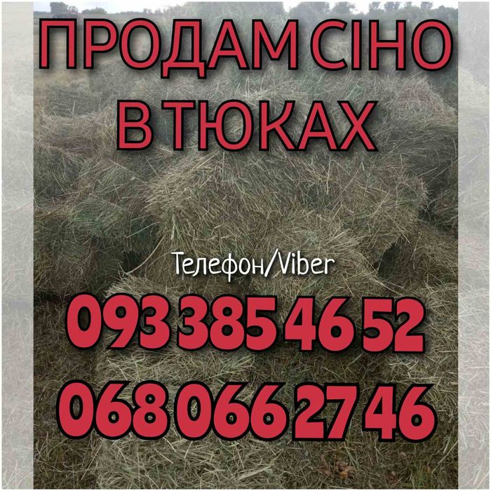 Продам сіно в тюках оптом