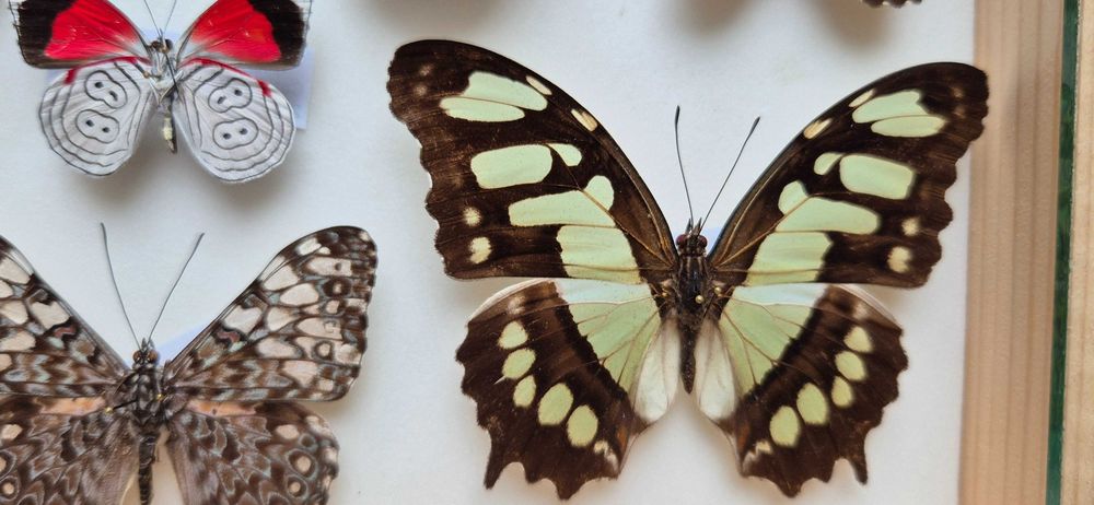 Gablotka motyle Archaeoattacus Diaethria Marpesia i inne na ścianę
