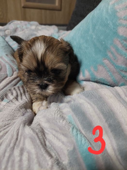 Pieski rasy shih tzu