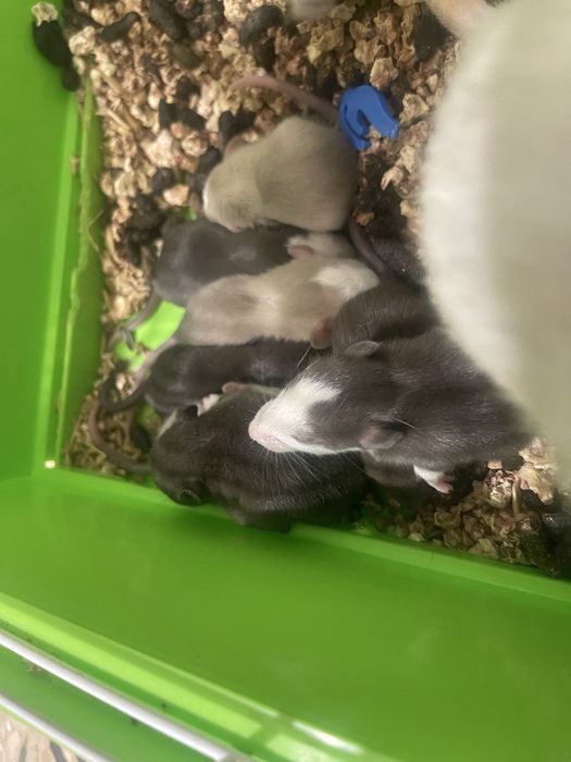 Крысы Дамбо новорожденые