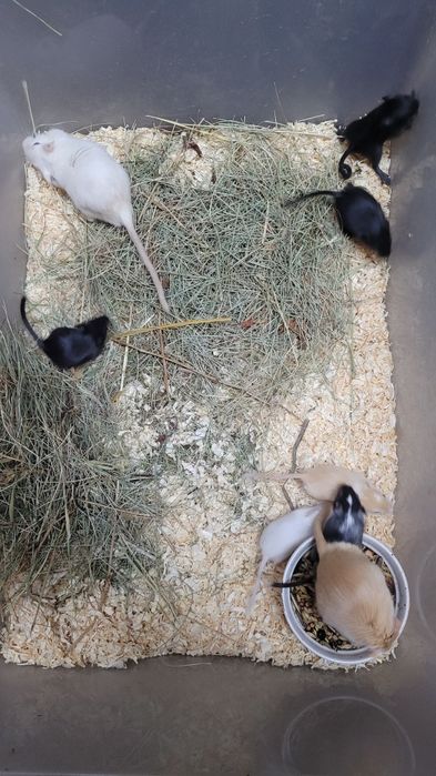 Myszoskoczki młode jak i starsze.