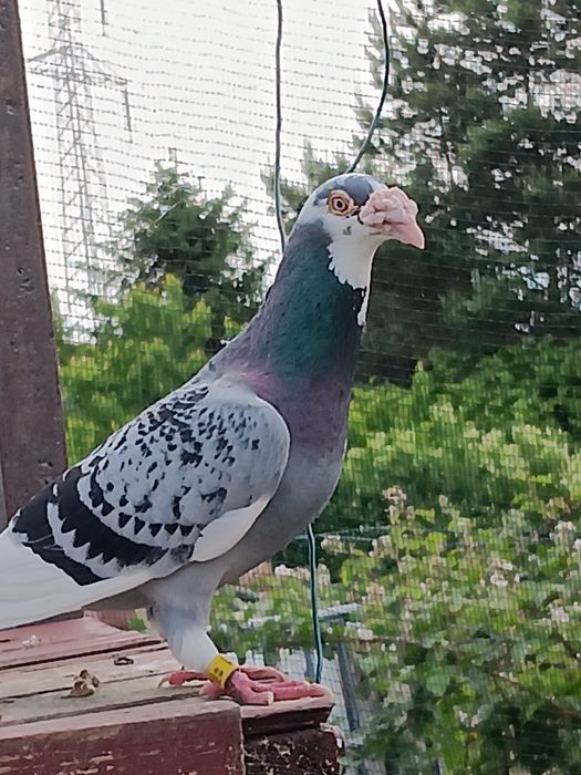 Gołębie Staropolskie