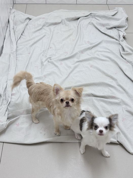 Dziewczynka chihuahua FCi