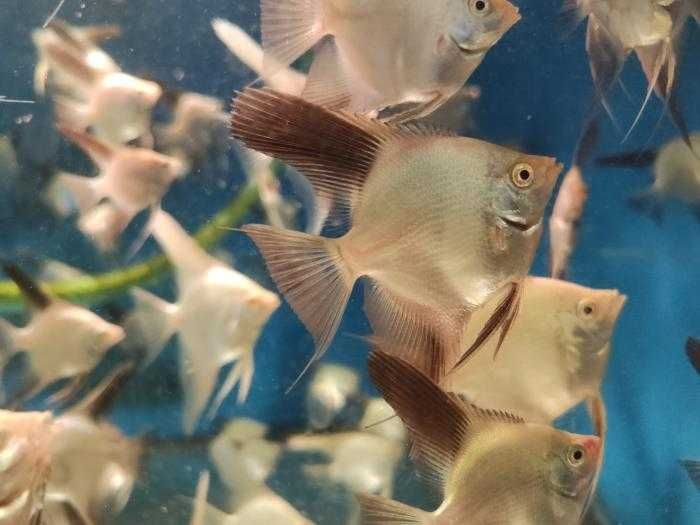 Skalar bułgarian (Pterophyllum scalare)