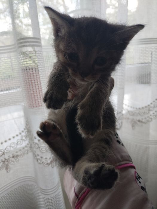 Кошенята в добрі руки