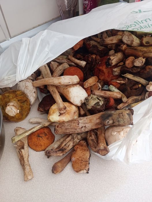 Grzyby świeże suszone mrożone