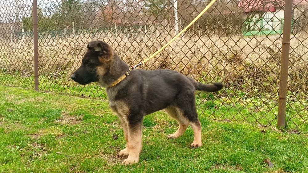 Owczarek niemiecki - piesek krótkowłosy