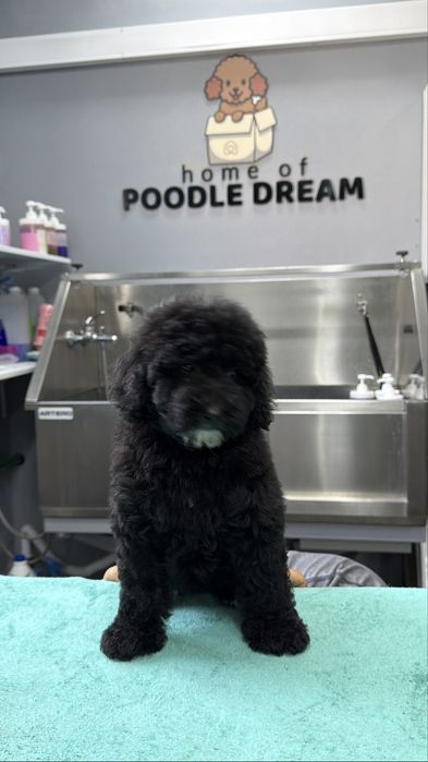 Imperdível!!! Linda puppy de Caniche/Poodle medio procura novo dono!!!
