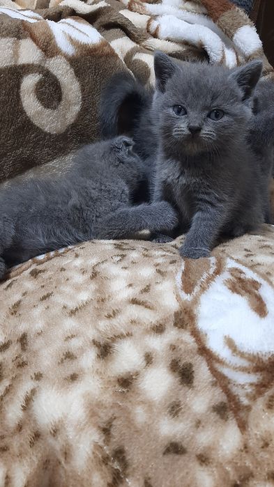 Висловухі  кошенята