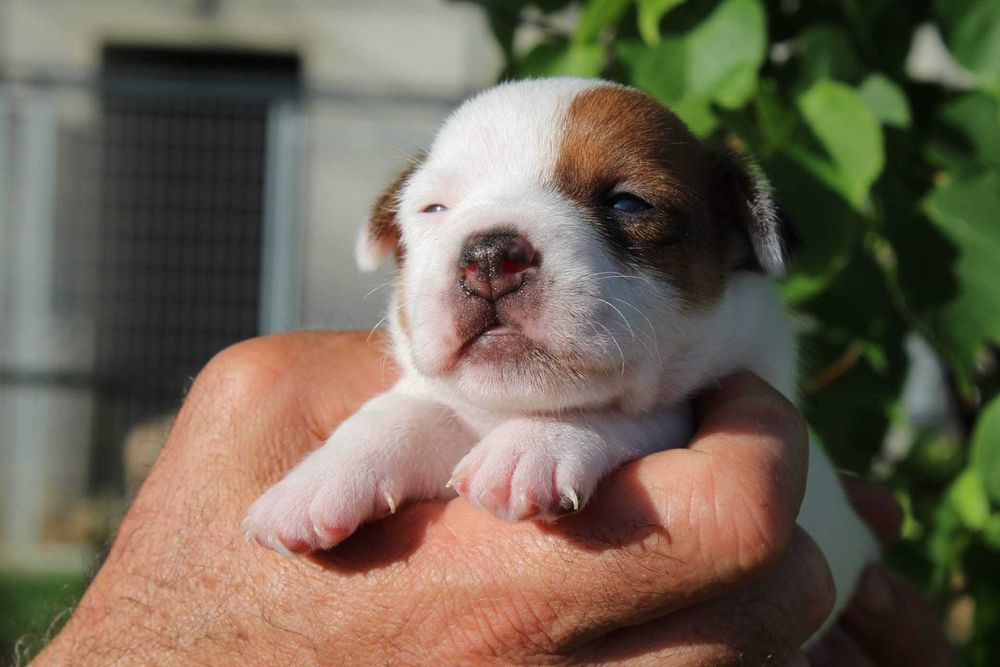 Cachorro Jack Russel TOP