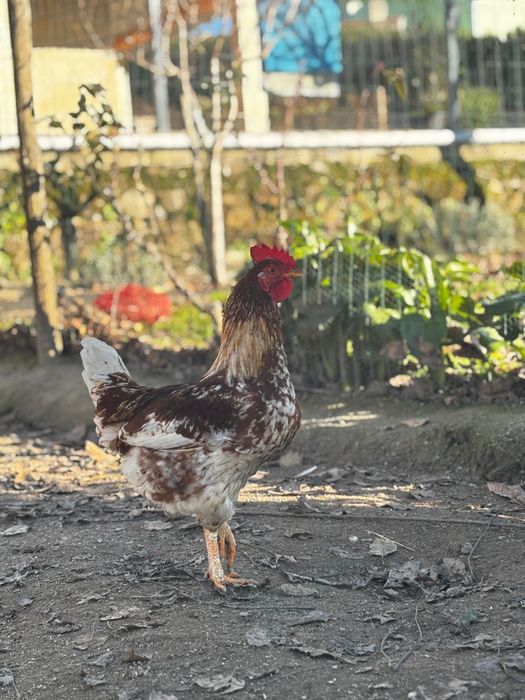Galo jovem saudável e bonito