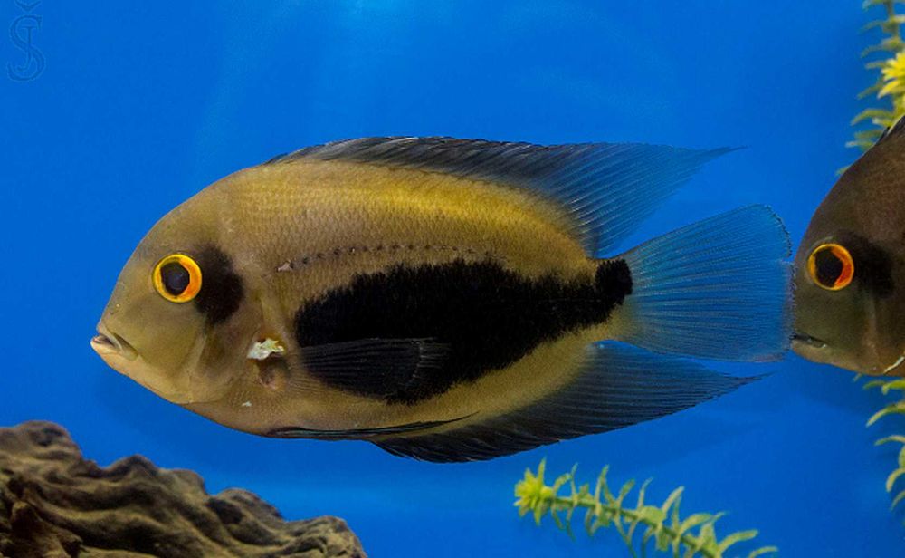 Uaru królewskie - pielęgnica - Uaru amphiacanthoides - dowozimy