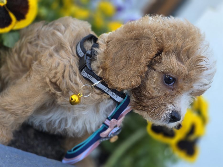 Cavapoo Samiec do odbioru badania genetyczne