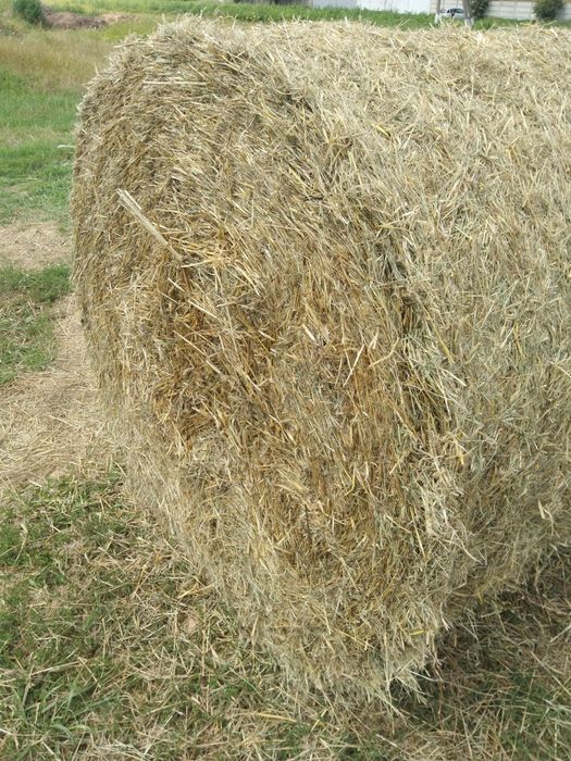 Продам сено в тюках луговое вес 18 + кг