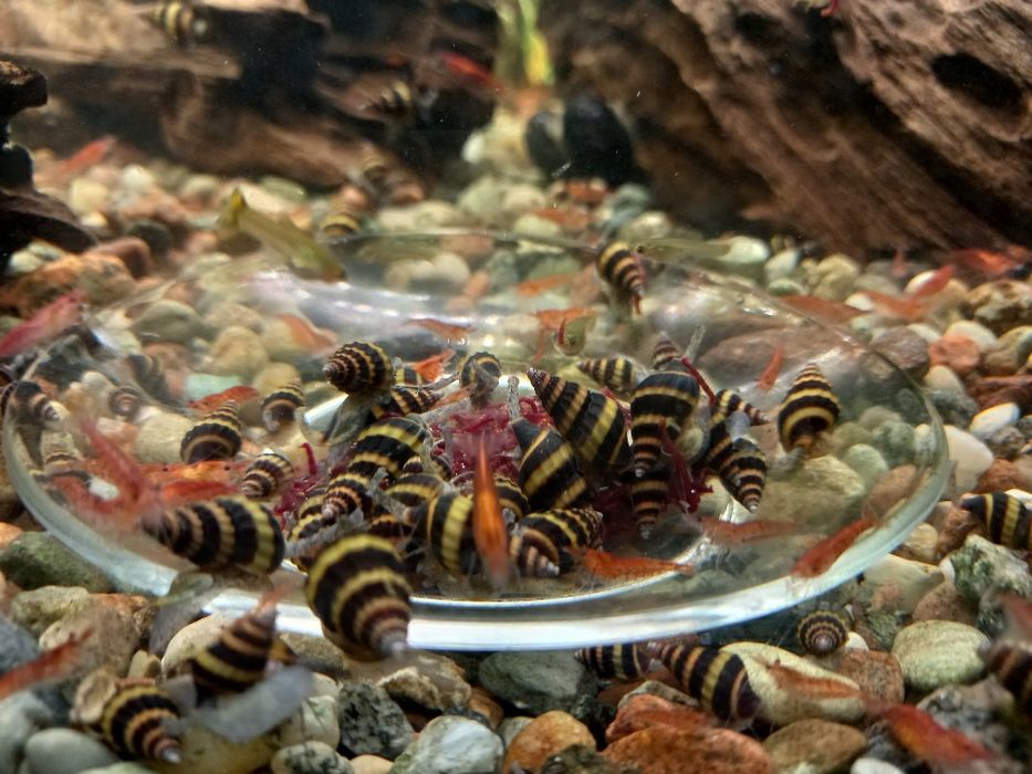 Ślimaki*** Helenki*** pakiety