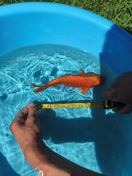 Carpa macho comprada há dois anos em um reprodutor português
