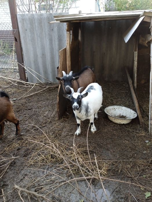 Продам карликовую камерунскую козачку