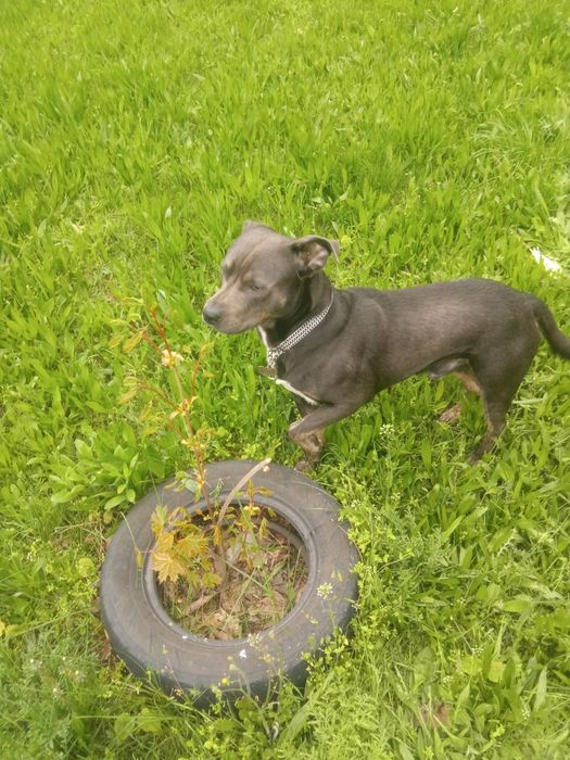 Голубой Стафф для вязки.