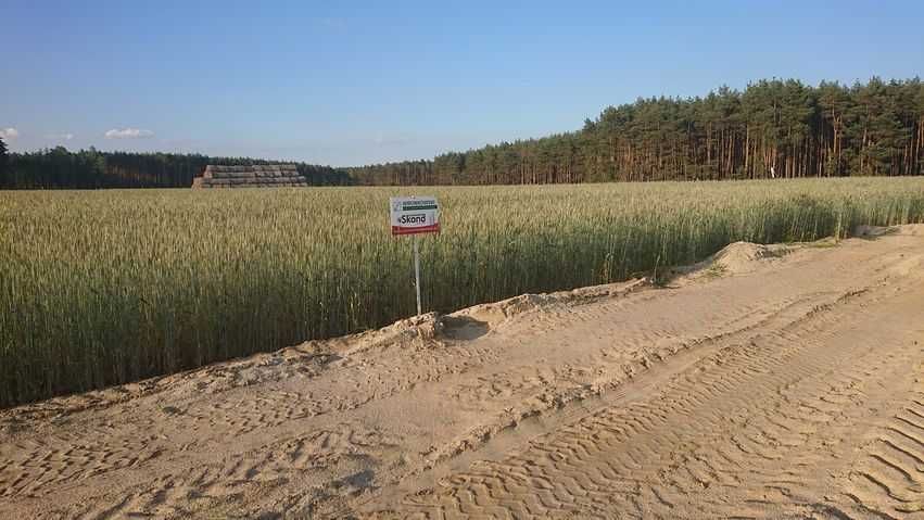 Żyto ozime Dańkowskie SKAND