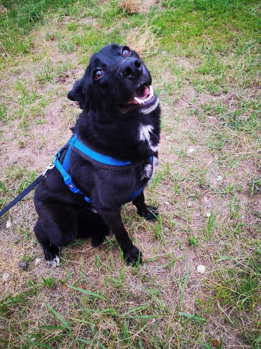 Kargul – wierny przyjaciel gotowy do adopcji