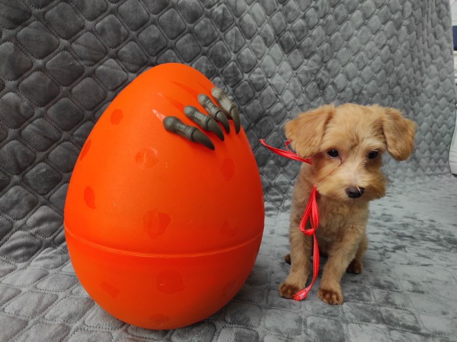 Мальтіпу хлопчик