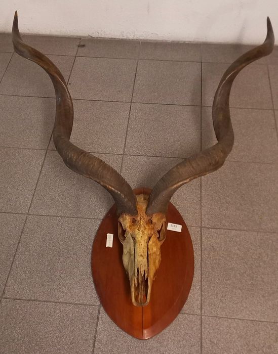 Taxidermia -Trofeu de Caça - Cabeça de antílope-Kudu