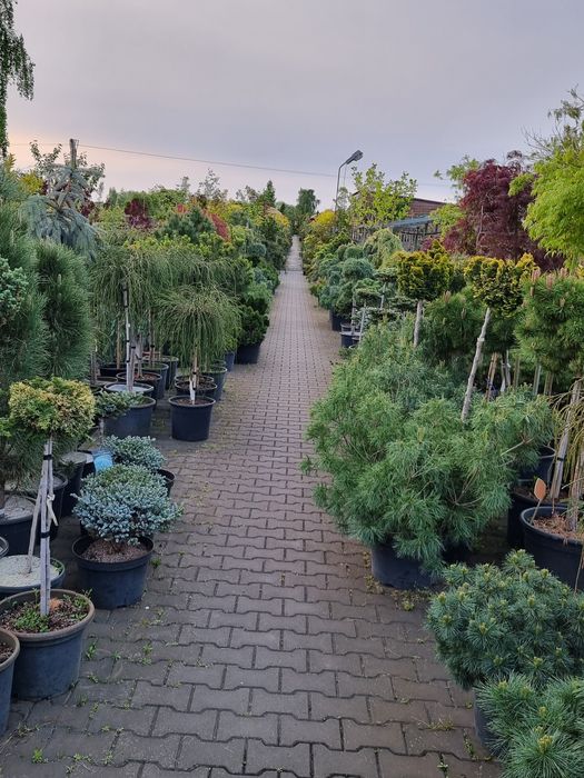 Krzewy ozdobne  Szeroki wybór