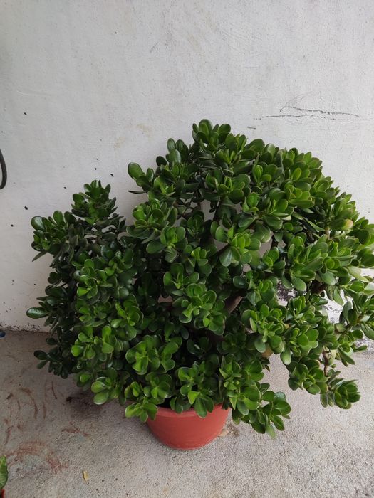 Diversas Suculentas em flor