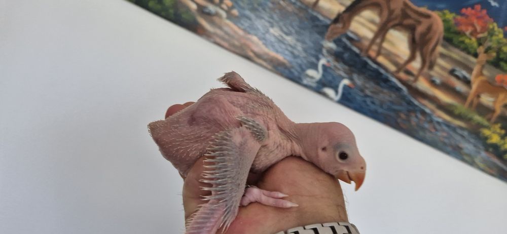 Ring neck violenta pálido para  criar a mão