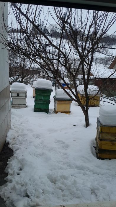 Вулики   Теребовля