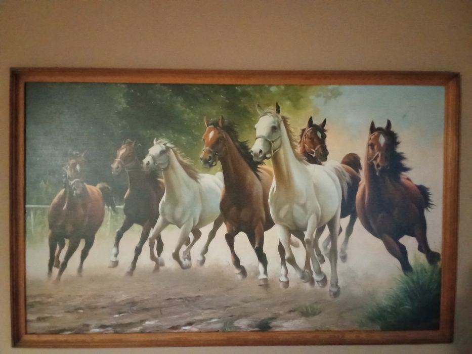 Obraz  60x100 Konie Słoneczniki