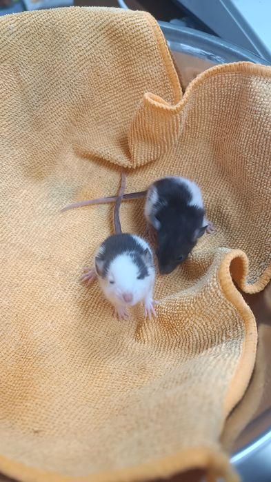 Декоративні Пацюки (щурики)