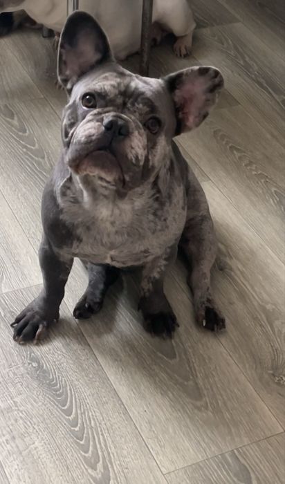 Французкий бульдог три года