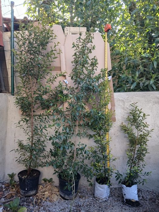 Eugénias myrtofolia de 130 a 150 cm