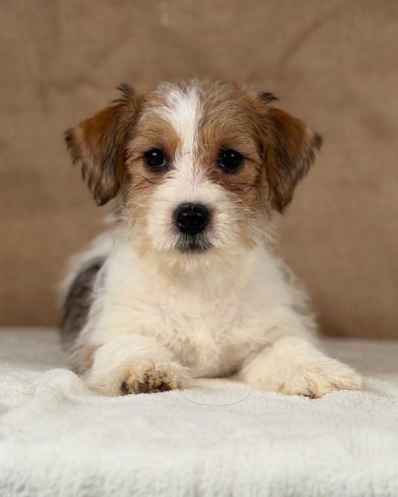 suczka Jack Russell terrier ZKWP/FCI szorstkowłosa odbiór lipiec