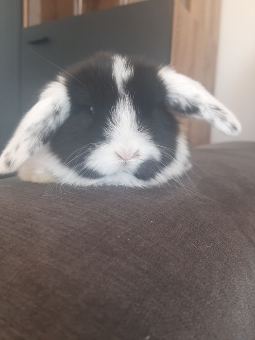 Kroliki baranek miniaturka karzelek mini lop